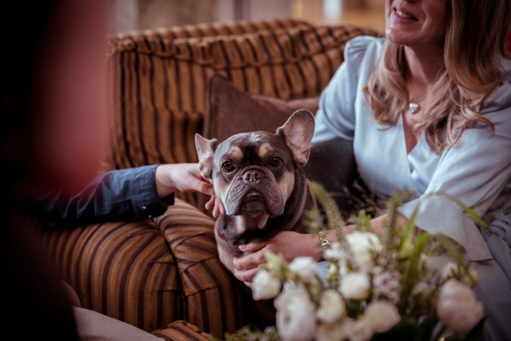 french bulldog on sofa with wedding flowers